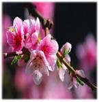 تبریک سال نو به همکاران